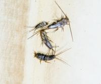 Pro Pest Control Canberra image 8